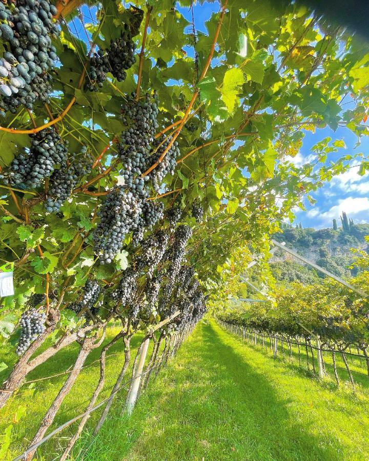 Appartamento Lucia Torbole Sul Garda Екстериор снимка